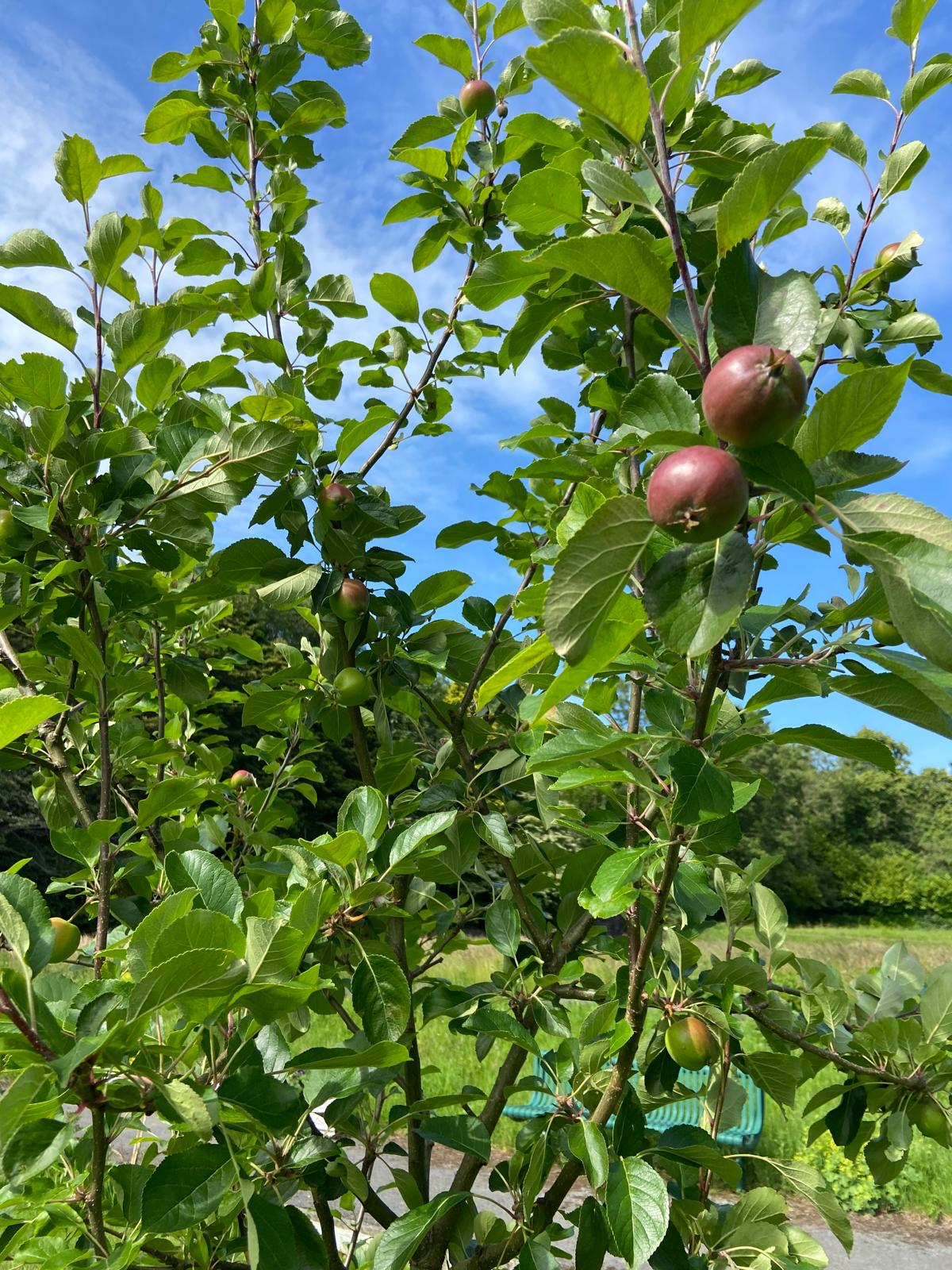 Apple tree doing well Apple tree doing well