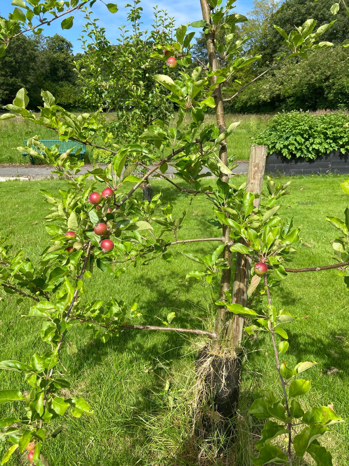 More apples More apples