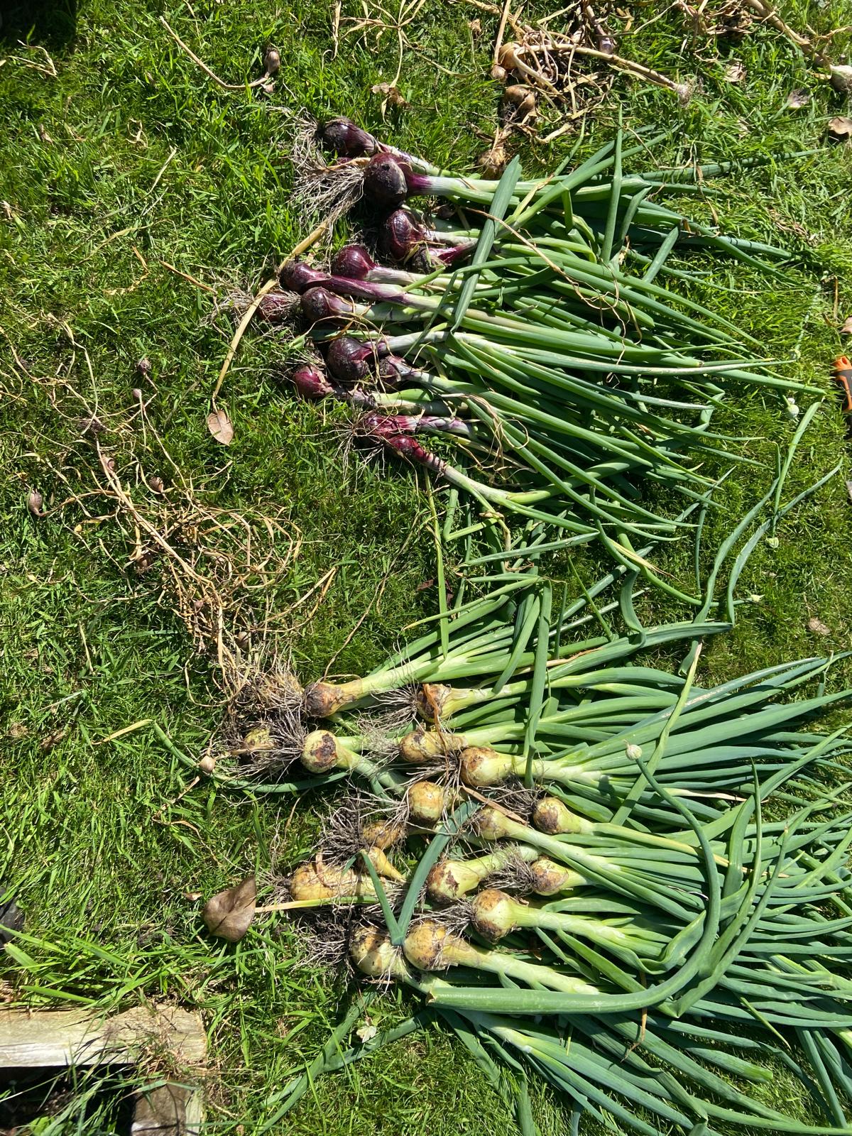 More onions More onions