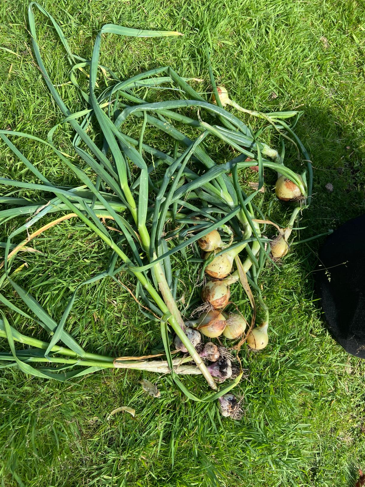Onions Onions