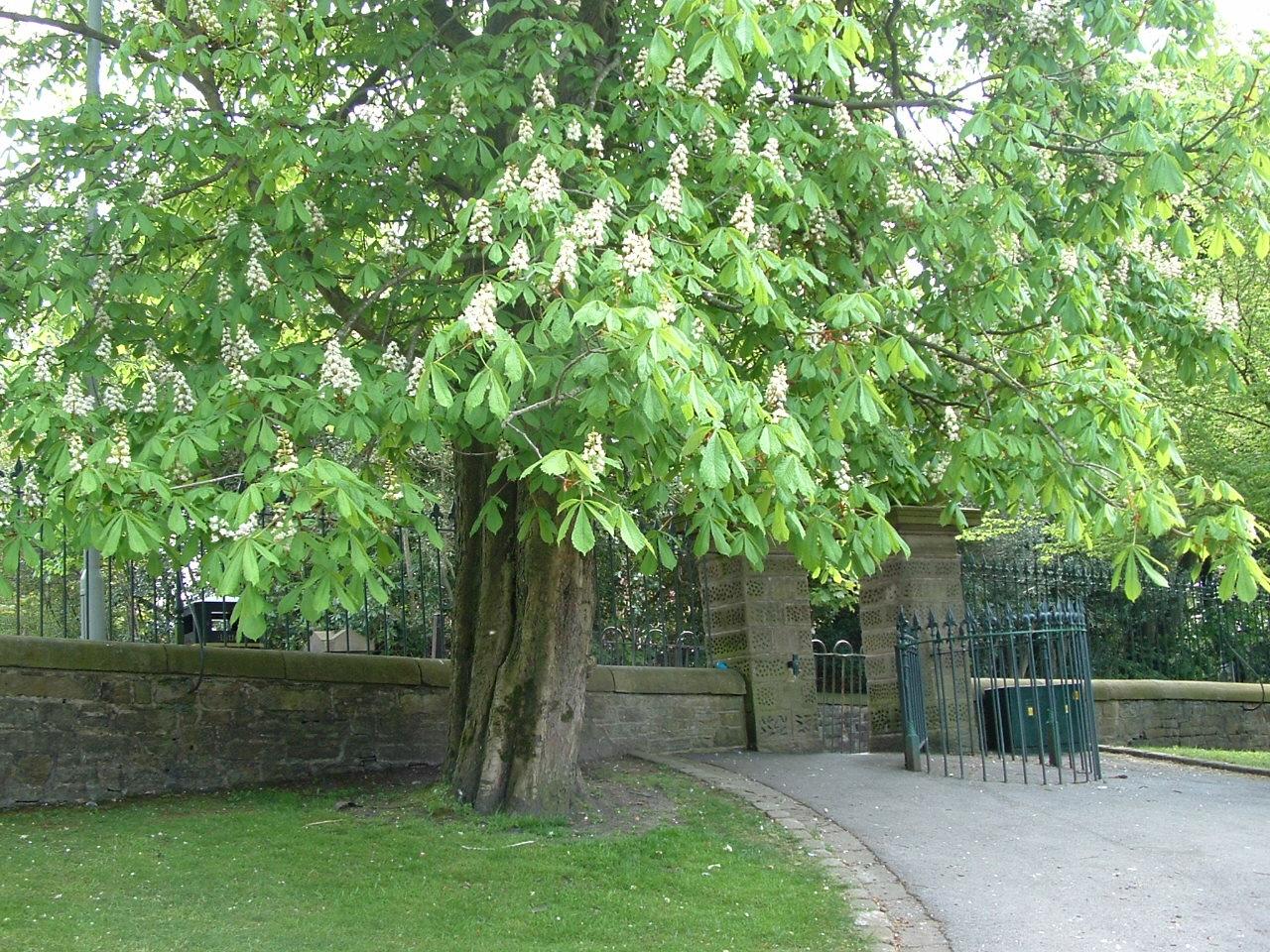 C:\Documents and Settings\Admin\My Documents\My Pictures\Corporation Park\Features of the park 2011\Park gates. East park road entrance.JPG