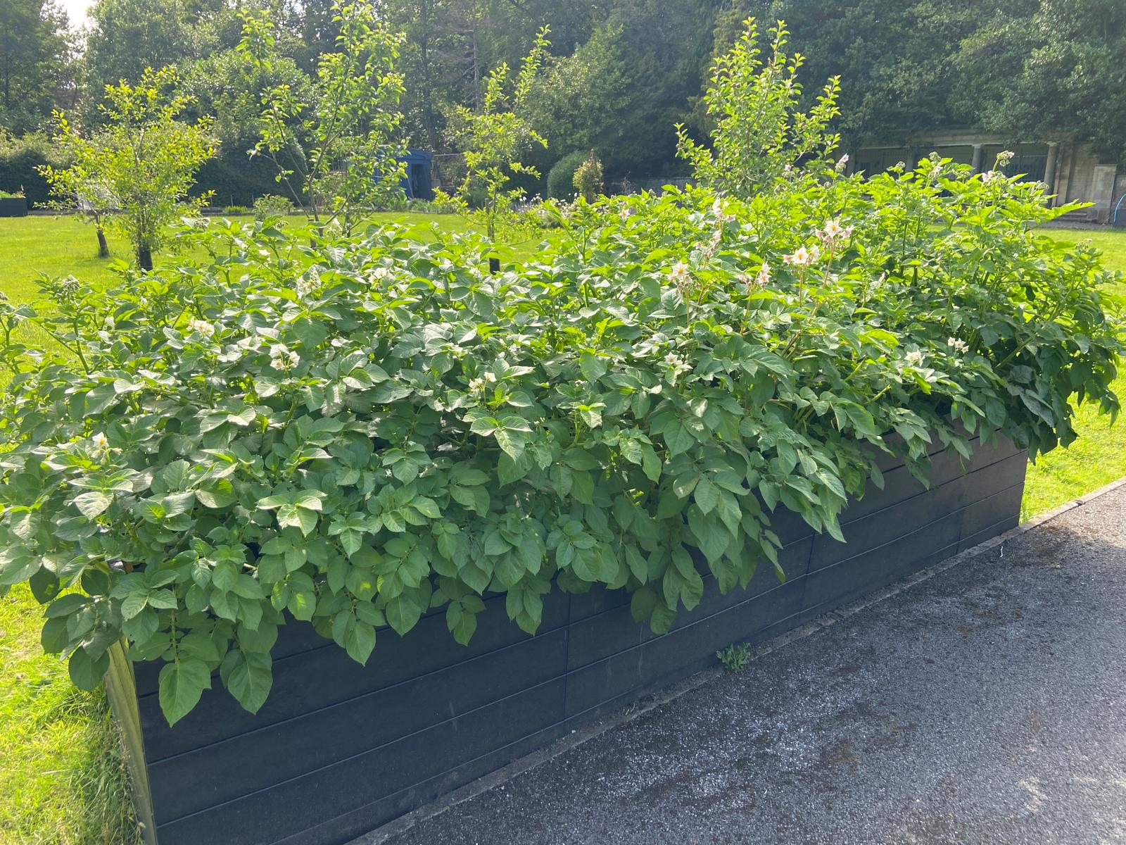 Potatoes in raised bed Potatoes in raised bed